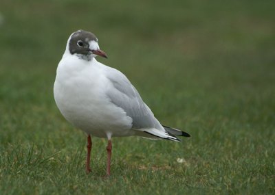 L. ridibundus adult february