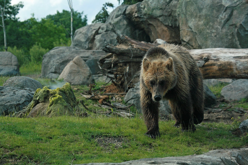 Brown Bear also known as grizzlies