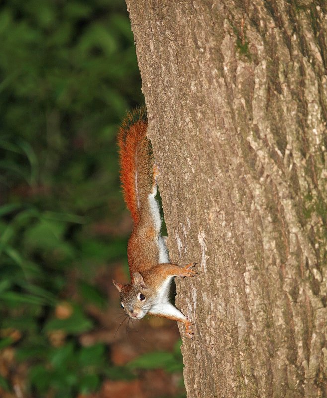 Red Squirrel