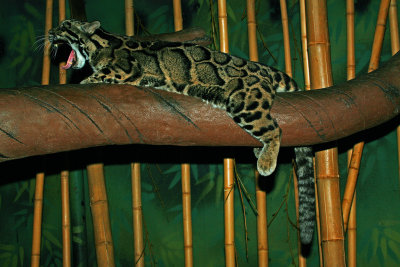 Clouded Leopard