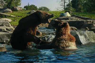 Brown Bears also known as grizzlies