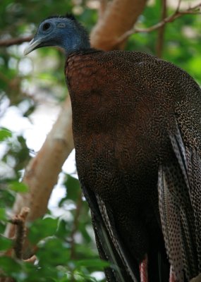 Malay Great Argus Pheasant