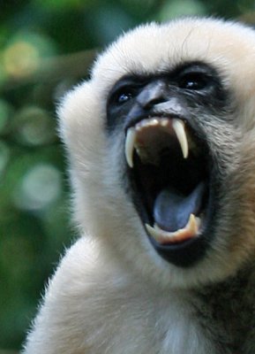 White-cheeked Gibbon