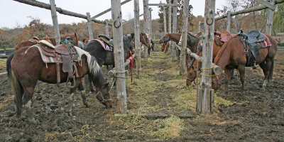Emma Krumbee's Apple Orchard