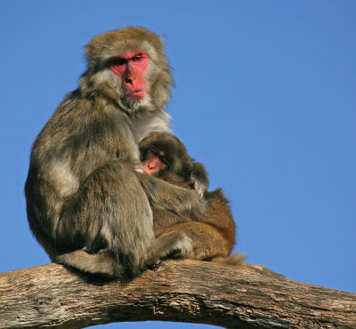 Snow Monkey