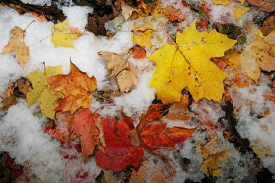 Autumn