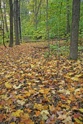 Autumn