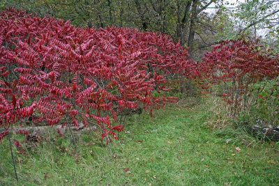 Autumn