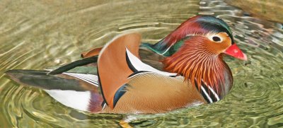 Mandarin Duck