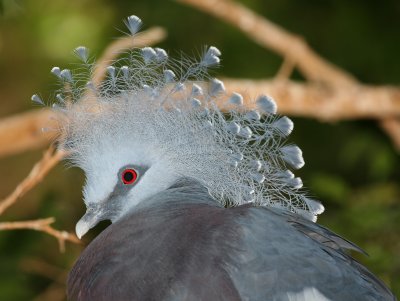 Victoria-Crowned Pigeon