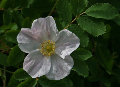 Wildflower