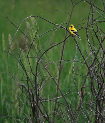 American Goldfinch