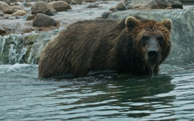 Brown Bear also known as grizzlies