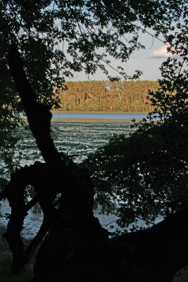 Leaning Tree