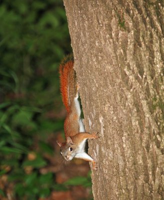 Red Squirrel