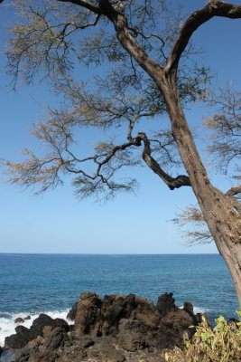 Tree & sea