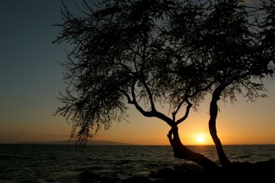 Sunset tree