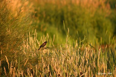 redwinged-blackbird.jpg