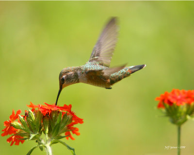 hummingbird1-8x10.jpg