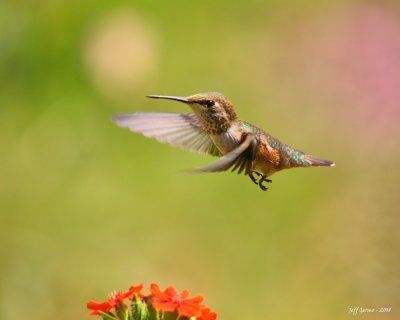 hummingbird2-8x10.jpg