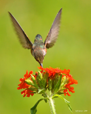 hummingbird3-8x10.jpg