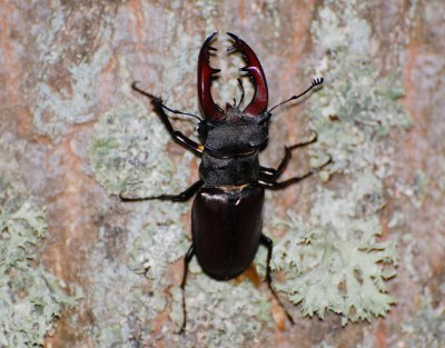 Ekoxe (Lucanus cervus)  land