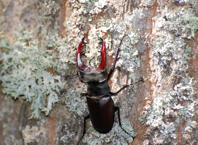 Ekoxe (Lucanus cervus)  land