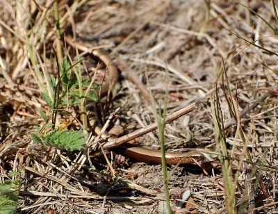 Koppardla (Anguis fragilis)