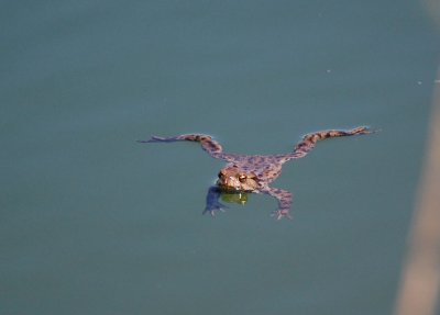 Vanlig Padda (Bufo bufo)