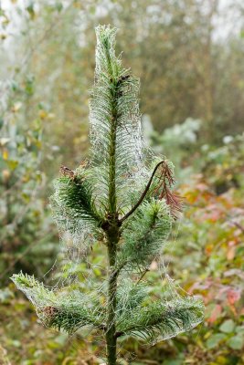 0003_Thetford Forest_.jpg
