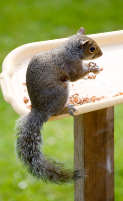 Squirrel_0004.jpg