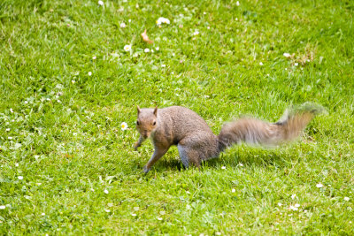 Squirrel_0005.jpg