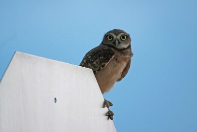Burrow Owl