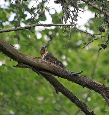 Juvenile Peregrine Falcon