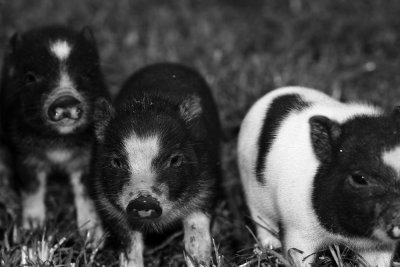 Three little pigs... 08/09