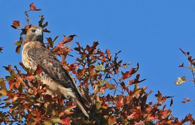 Red Tail Hawk in fall foliage..Ozark Mo.