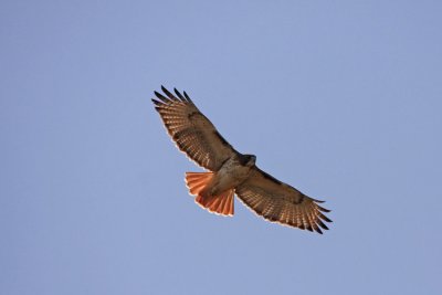 Red Tailed Hawk .