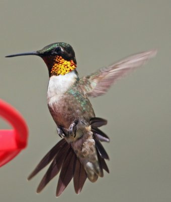 Identify hummingbird
