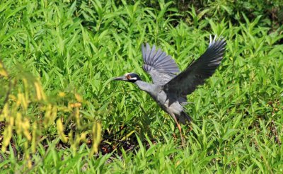 Yellow Crowned Night Heron at Jackson Misissippi.