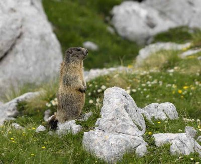 Marmota marmota - Alpski svizec - Marmot