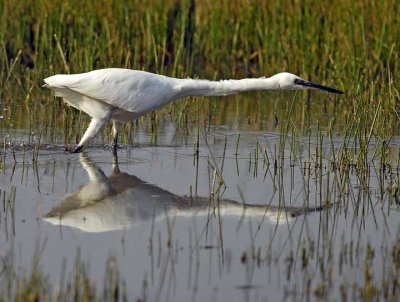 Egretta garzetta - Mala bela caplja -