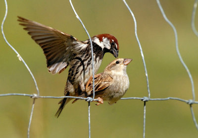 Passer hispaniolensis - Travniski (spanski) vrabec - Spanish sparrow