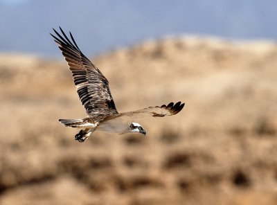 Pandion haliaetus - Ribji orel - Osprey