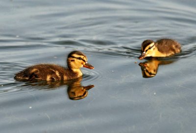 Anas platyrhynchos - Mlakarica - Mallard