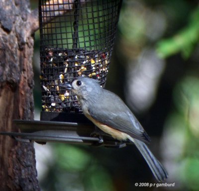 Tufted Titmouse DSCF2342c.jpg