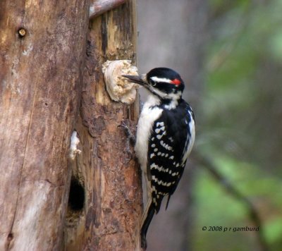 Hairy Woodpecker DSCN9289c.jpg