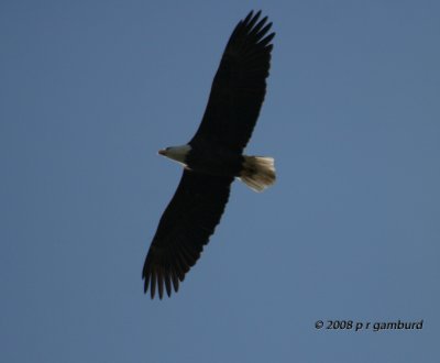 Bald Eagle IMG_8237.jpg