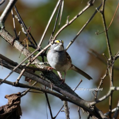 White throat Sparrow  IMG_0136c.jpg