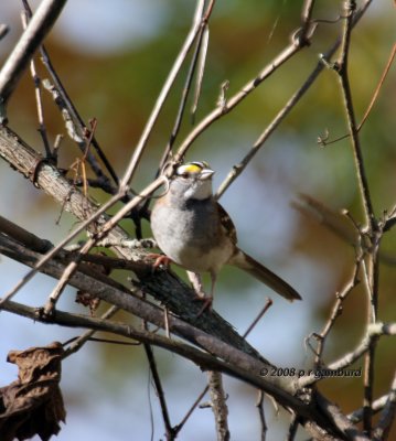 White throat Sparrow  IMG_0137c.jpg