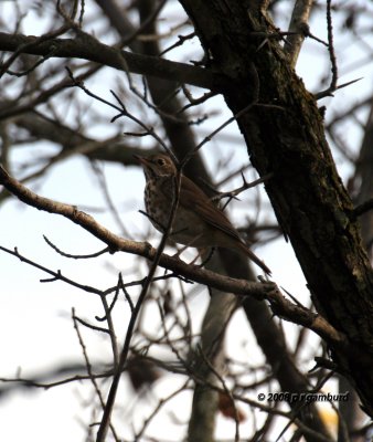 Hermit Thrush IMG_2329c.jpg